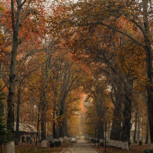 Srinagar Gulmarg Pahalgam Quick Tour