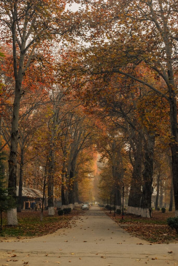 Srinagar Gulmarg Pahalgam Quick Tour