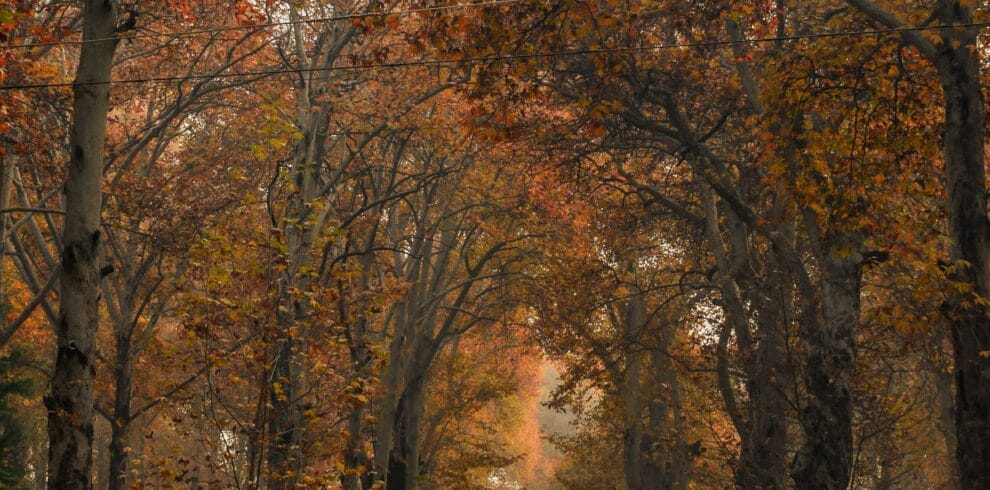 Srinagar Gulmarg Pahalgam Quick Tour