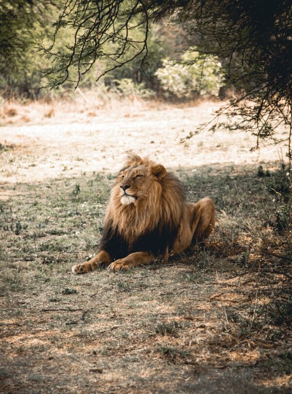Rajasthan Heritage Wildlife Tour Package
