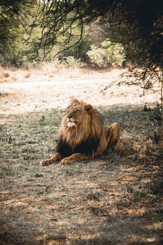 Sasan Gir Tour Package by Friends Tours