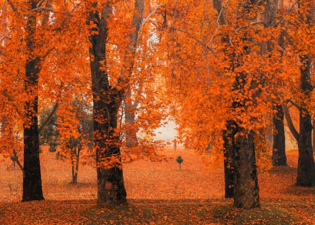 Classic Kashmir Paradise Tour Package
