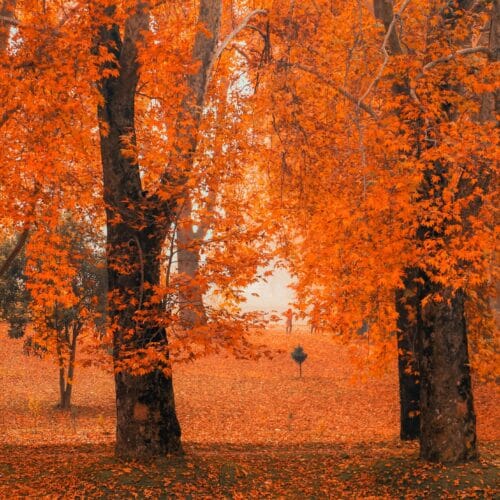 Classic Kashmir Paradise Tour Package