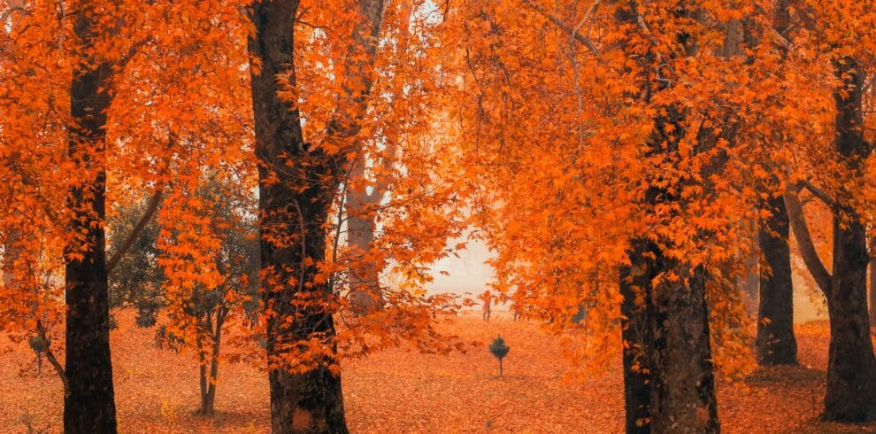 Classic Kashmir Paradise Tour Package