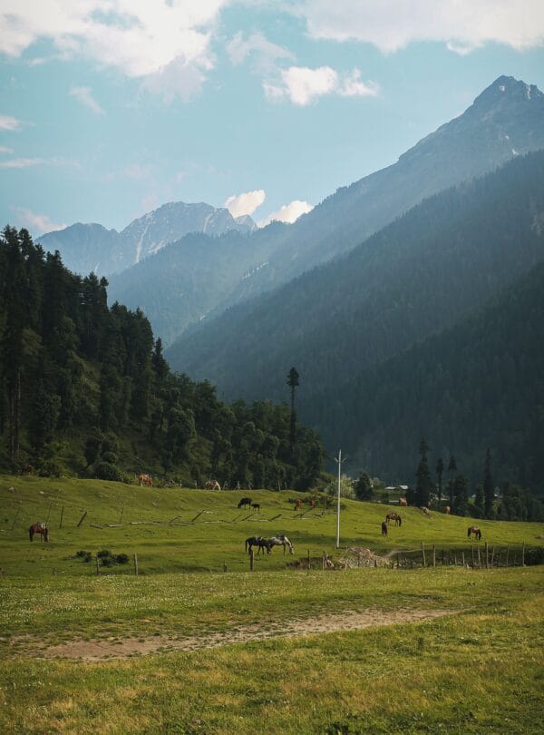 Doodhpathari Tour Package by Friends tours